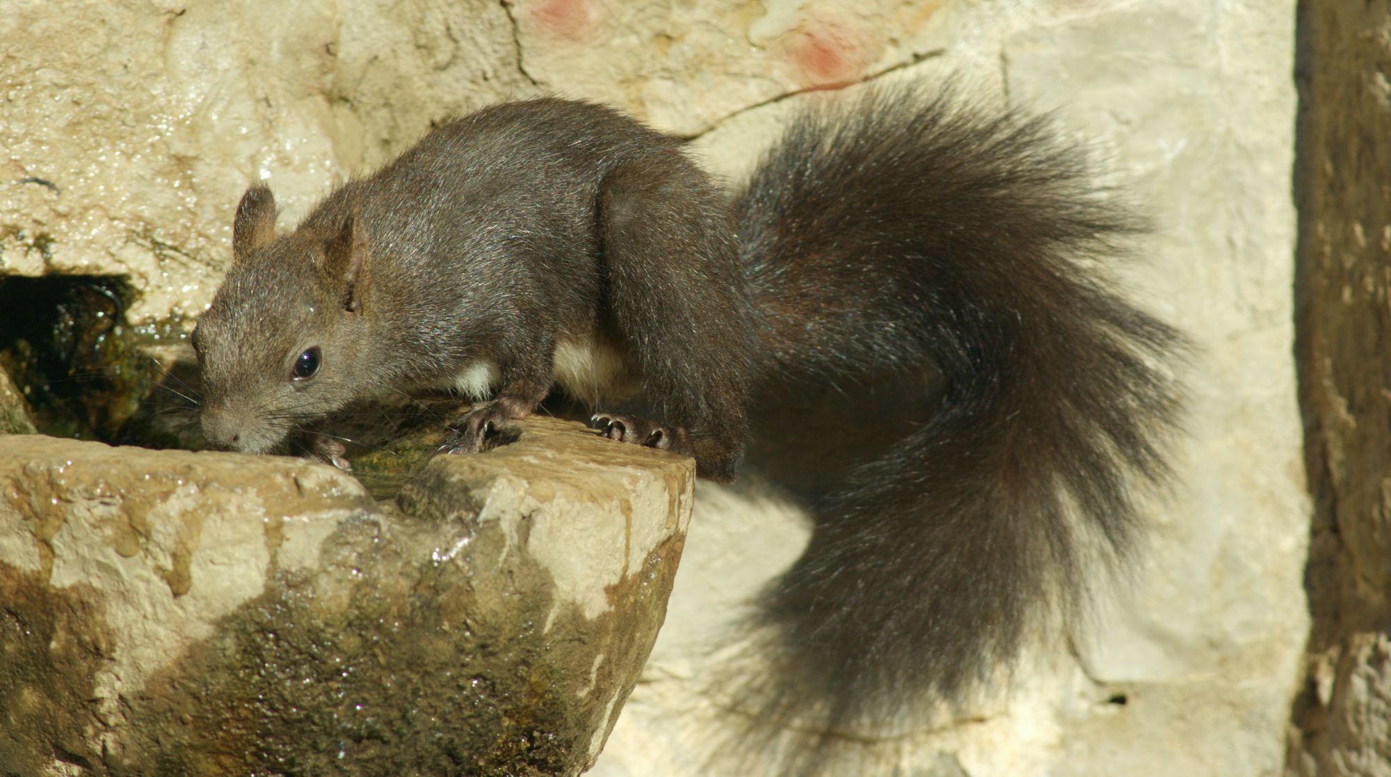 Τα θηλαστικά της Ελλάδας: Ο Σκίουρος (Sciurus vulgaris)